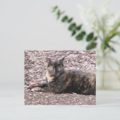 Carte postale Brown Cat Photo (Debout devant)