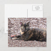 Carte postale Brown Cat Photo (Devant / Derrière)