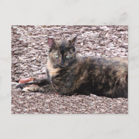 Carte postale Brown Cat Photo (Devant)