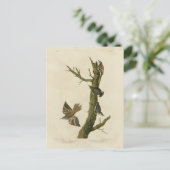 Carte Postale Brown Creeper, Pygmy Nuthatch des oiseaux d'Audubo (Debout devant)