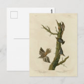 Carte Postale Brown Creeper, Pygmy Nuthatch des oiseaux d'Audubo (Devant / Derrière)