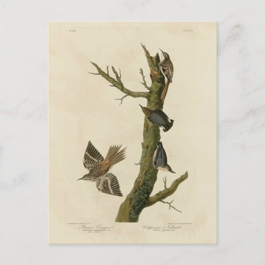 Carte Postale Brown Creeper, Pygmy Nuthatch des oiseaux d'Audubo (Devant)