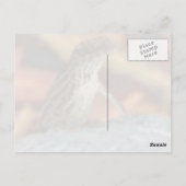 Carte postale Brown d'Anole (lézard) (Dos)