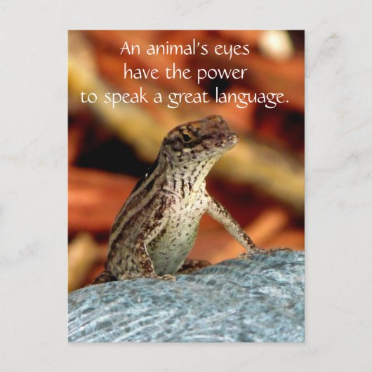 Carte postale Brown d'Anole (lézard) (Devant)