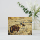 Carte postale Brown de la faune hyène (Debout devant)