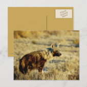 Carte postale Brown de la faune hyène (Devant / Derrière)