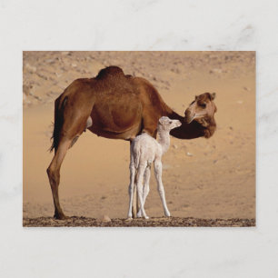 Carte Postale Brown Dromedale Mère Camel et Blanc Calf