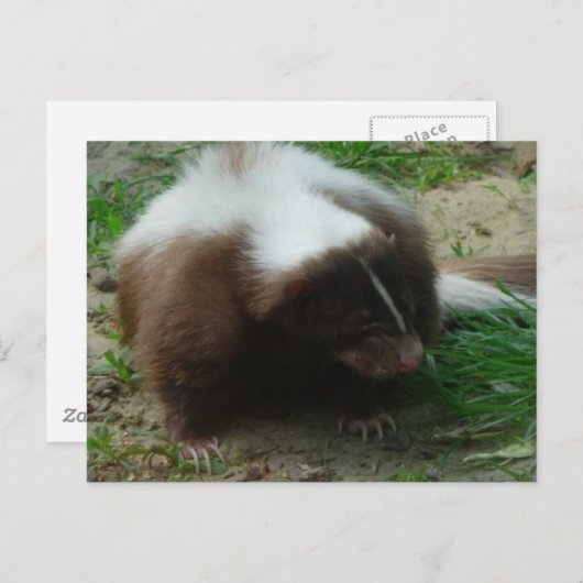 Carte postale Brown et blanc (Devant / Derrière)