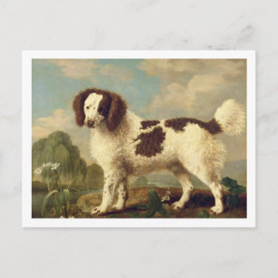 Carte Postale Brown et blanc Norfolk ou Water Spaniel, 1778 (oi