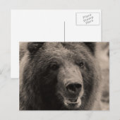 Carte Postale Brown Grizzly Bear Wildlife Photo (Devant / Derrière)