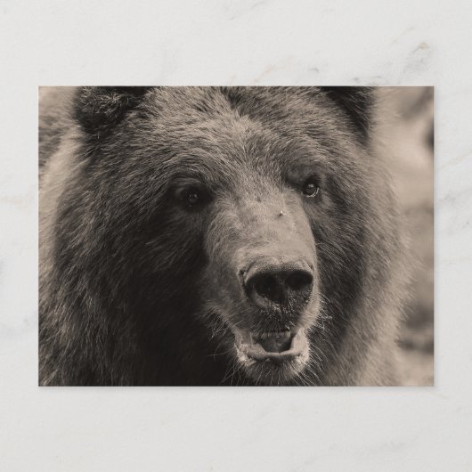 Carte Postale Brown Grizzly Bear Wildlife Photo (Devant)