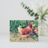 Carte postale Brown Hen (Debout devant)