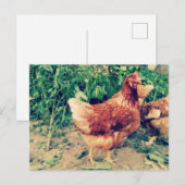 Carte postale Brown Hen (Devant / Derrière)