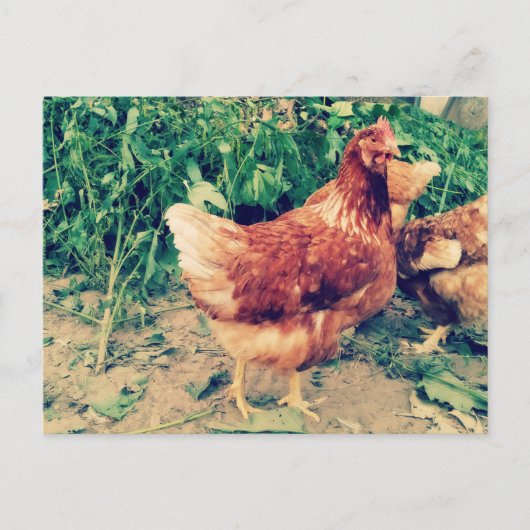 Carte postale Brown Hen (Devant)