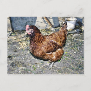 Carte Postale Brown Hen Sur Le Jardin De L'Arrière