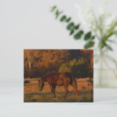 Carte Postale Brown horse (Debout devant)