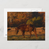 Carte Postale Brown horse (Devant / Derrière)