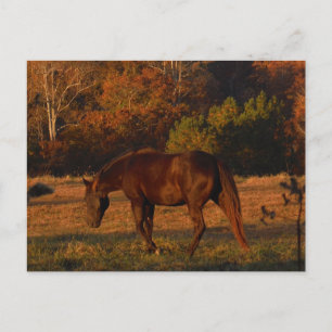 Carte Postale Brown horse