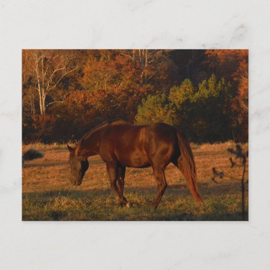 Carte Postale Brown horse (Devant)