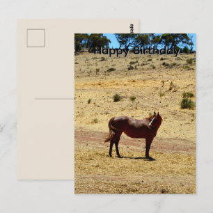 Carte Postale Brown_Horse_Country,_Carte d'anniversaire