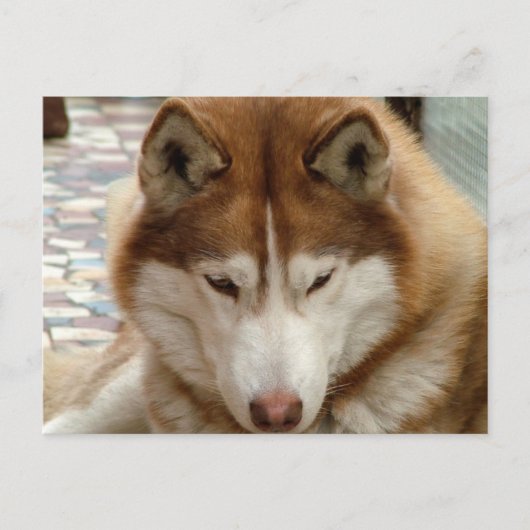 Carte postale Brown Husky (Devant)