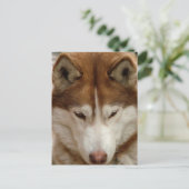 Carte postale Brown Husky (Debout devant)