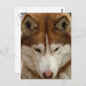 Carte postale Brown Husky (Devant / Derrière)