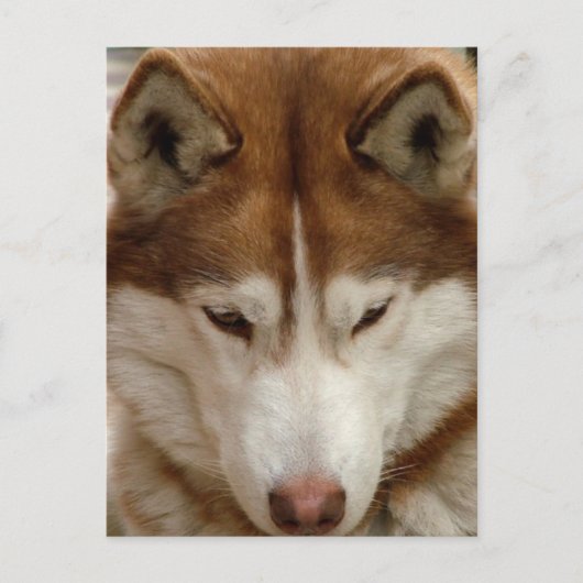 Carte postale Brown Husky (Devant)
