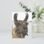 Carte Postale Brown Lama 1 (Debout devant)