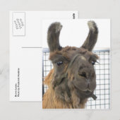 Carte Postale Brown Lama 1 (Devant / Derrière)