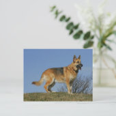 Carte Postale Brown Long Haired Berger allemand 2 (Debout devant)