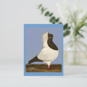 Carte Postale Brown Nun Pigeon (Debout devant)