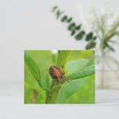 Carte postale Brown Orange Araneus (?) Spider (Debout devant)