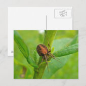 Carte postale Brown Orange Araneus (?) Spider (Devant / Derrière)