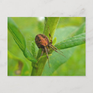 Carte postale Brown Orange Araneus (?) Spider