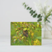 Carte postale Brown Orange Araneus (?) Spider (Debout devant)