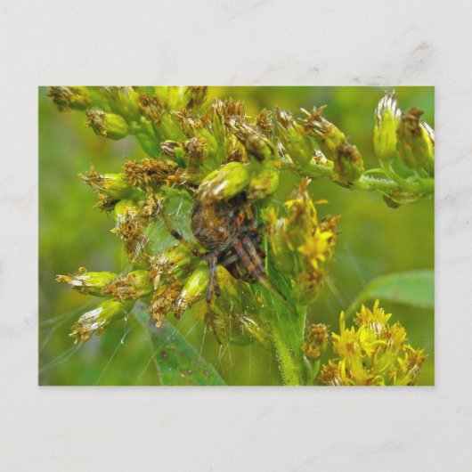 Carte postale Brown Orange Araneus (?) Spider (Devant)
