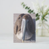 Carte postale Brown Pelican Galveston Texas (Debout devant)