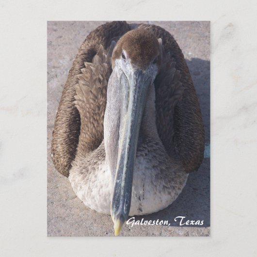 Carte postale Brown Pelican Galveston Texas (Devant)