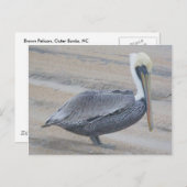 Carte postale Brown Pélican OBX (Devant / Derrière)