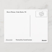 Carte postale Brown Pélican OBX (Dos)