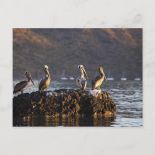 Carte Postale Brown pelicans on rock in Puerto Escondido near