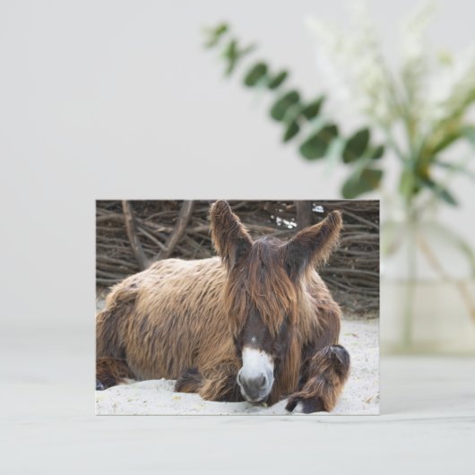 Carte Postale Brown Poitou Donkey (Debout devant)