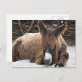 Carte Postale Brown Poitou Donkey (Devant / Derrière)