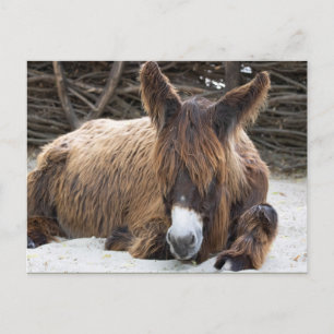 Carte Postale Brown Poitou Donkey