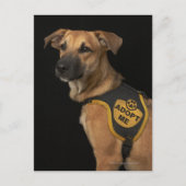 Carte Postale Brown rescue dog with adopt vest (Devant)