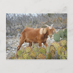 Carte Postale Brown spotted goat