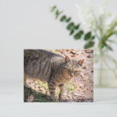 Carte Postale Brown tabby cat:Postcard (Debout devant)