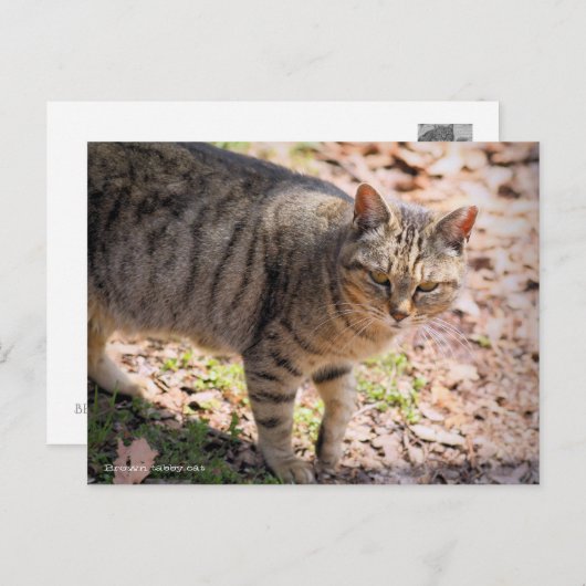 Carte Postale Brown tabby cat:Postcard (Devant / Derrière)
