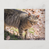 Carte Postale Brown tabby cat:Postcard (Devant)
